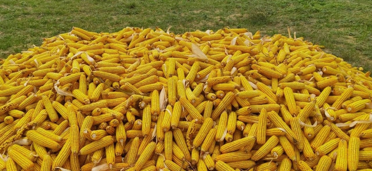 Harvested maize cobs piled in the field at MM Farms