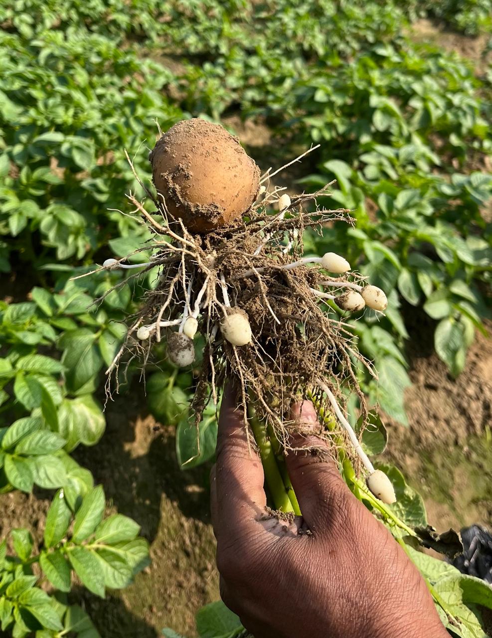 Freshly pulled potato plant with tubers and roots